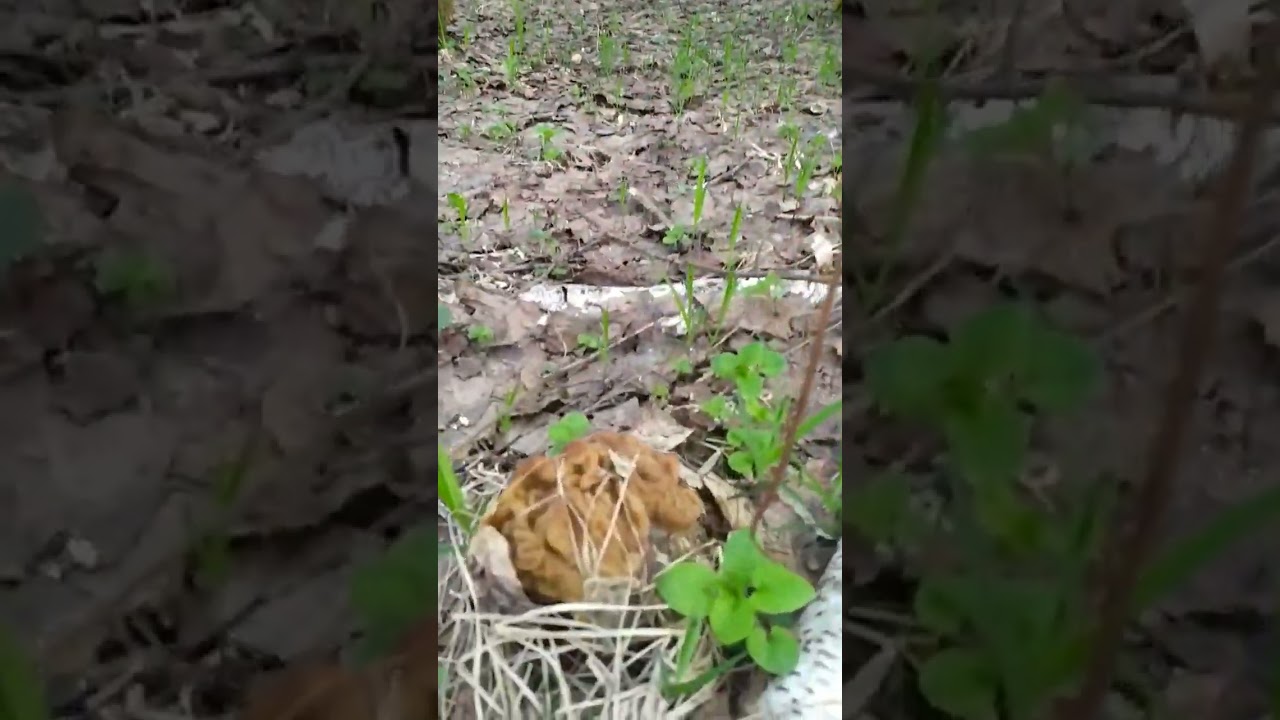 Строчо́к гигантский (лат. Gyromitra gigas)🍄👍