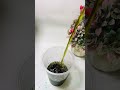 Bottle ASMR 😍 #asmr #bottleasmr #relaxing #satisfying #oddlysatisfying
