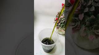 Bottle ASMR 😍 #asmr #bottleasmr #relaxing #satisfying #oddlysatisfying