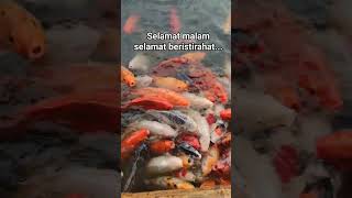 Selamat malam... Selamat beristirahat.. #istirahat #tidur #sleep #fyp #viral #bismillah #ikan #koi