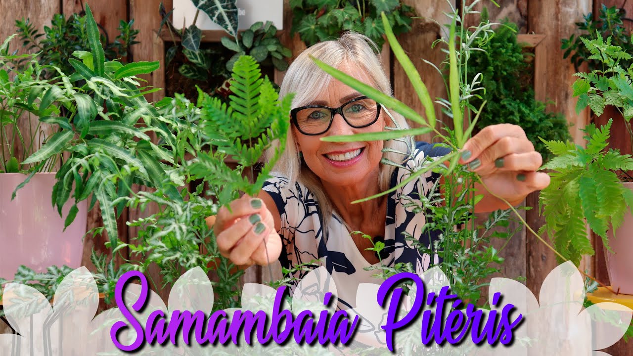 Como cuidar da samambaia prata pteris | Flávia Kremer