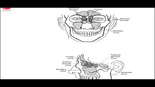 الجيوب الأنفية بالمختصر المفيد || paranasal sinuses