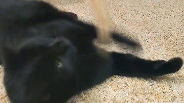 fat cat playing with cat nip