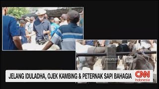 Jelang Iduladha, Ojek Kambing & Peternak Sapi Bahagia