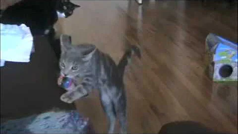 Watch the video about Kitty Cat Plays Fetch -- The Extended Version