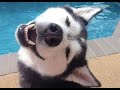 FUNNY DOG Videos That Will Cure Your Bad Day | Funny GB