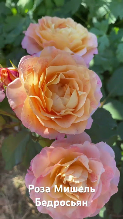 MMS интимдік фотосуреттер