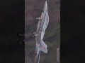 Swiss F18 Edit #aviation #butterlanding #airplane #planetalk #foryou #plane #landing #aviations #f18
