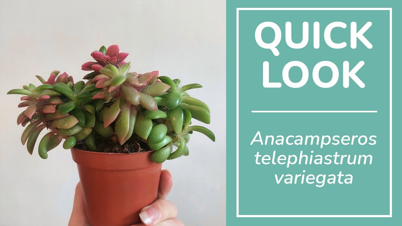 Anacampseros telephiastrum variegata