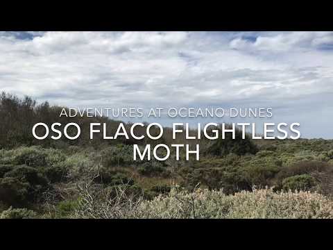 Animal Adaptations: Oso Flaco Flightless Moth