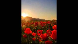 Poppy Live Wallpaper screenshot 2