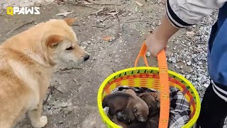 Stray Dog Mother Leads Kind Stranger to Her Five Puppies in the Wild, All Taken Home Safely