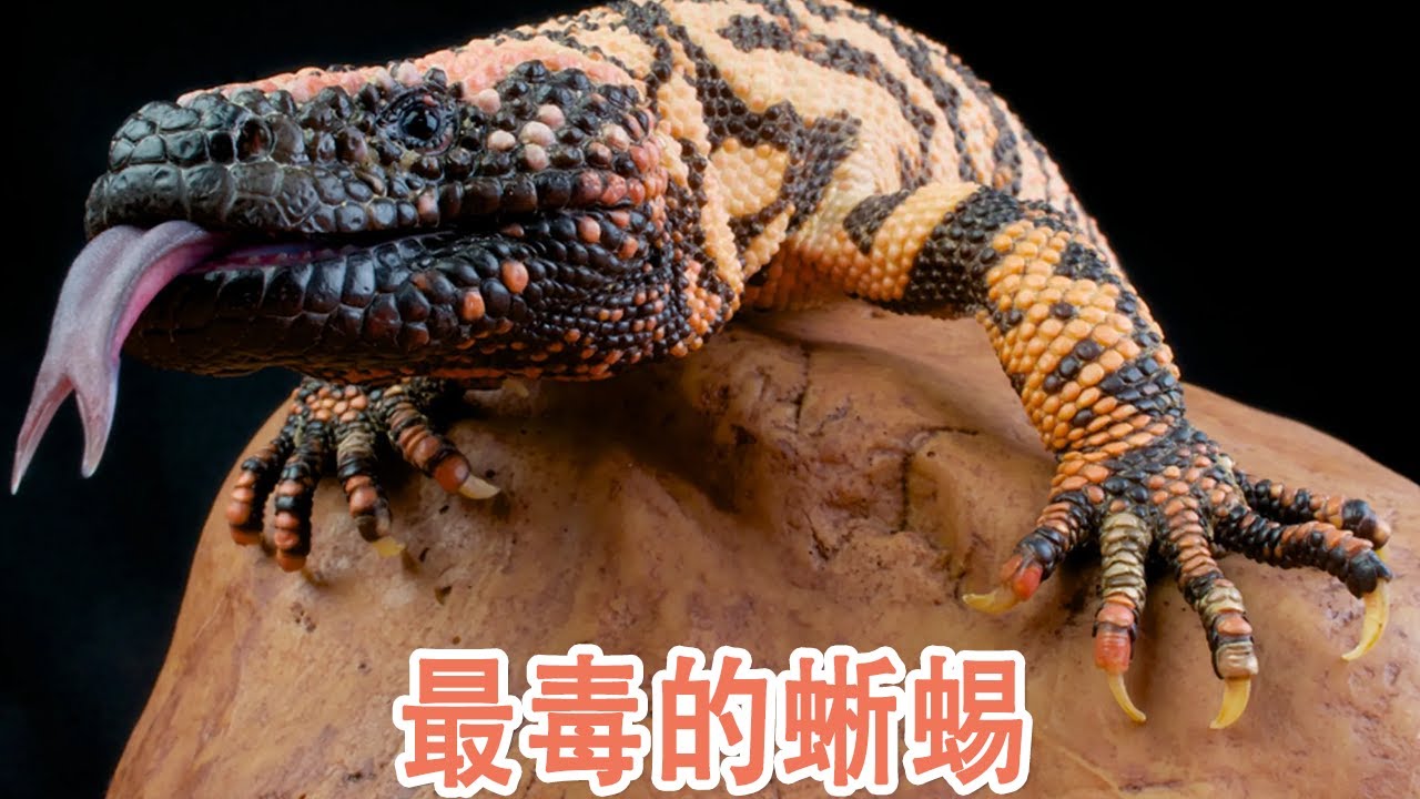 最危险的蜥蜴 美国毒蜥 Youtube