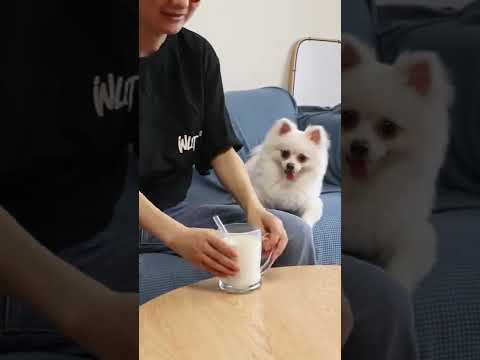 Nico_thepomeranian Complications | Best views pranks #cute #dog #funny