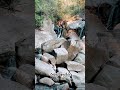 Relaxing Waterfall Ambience 💧 Natural Water &amp; Bird Sounds