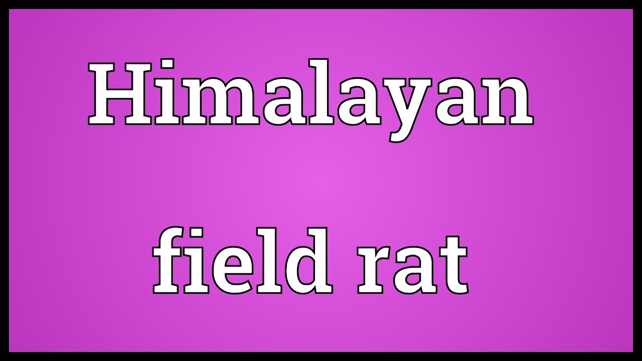 Himalayan Field Rat Meaning YouTube