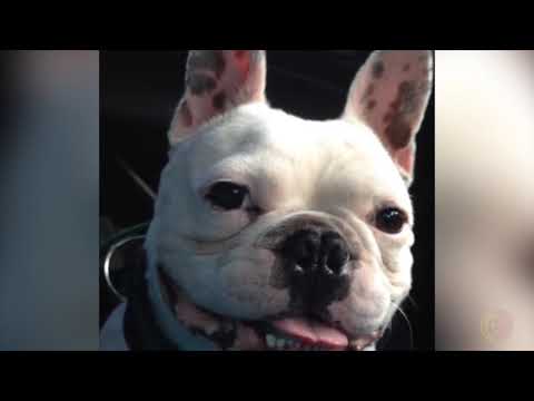 Video: 11 perros que no pueden esperar para mostrar su Bangin 'Beach Bods