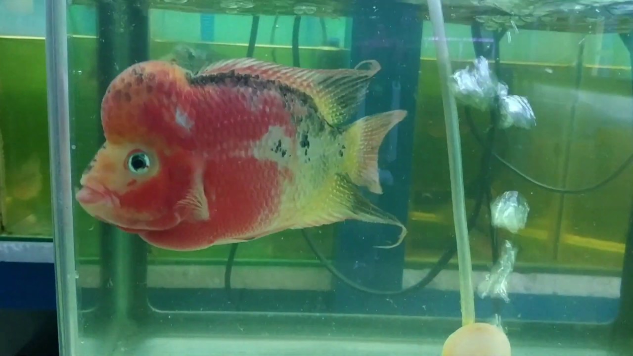 CARA MENGOBATI WHITE SPOT IKAN LOUHAN #KAMFA CLASIC