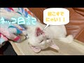 【ネッコ日記10】わが家の猫ちゃんとコロナについて語ります!