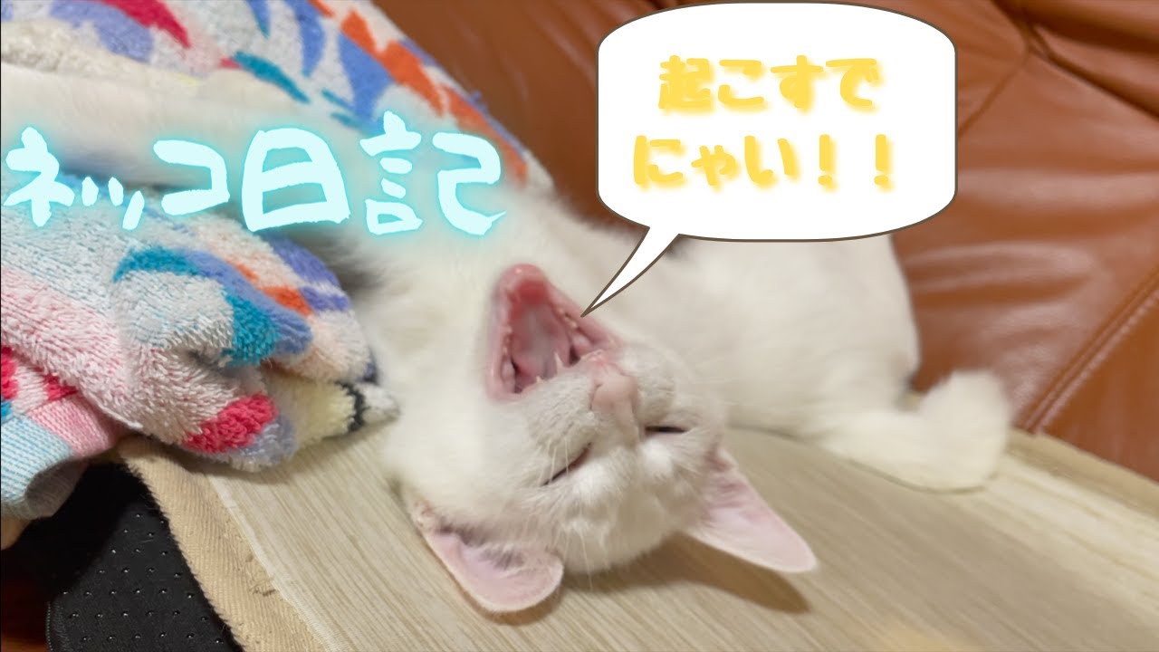 【ネッコ日記10】わが家の猫ちゃんとコロナについて語ります!