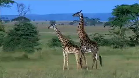 Como é que as girafas se reproduzem?