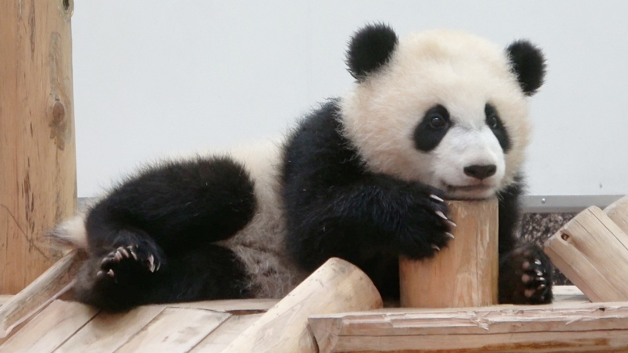 A huge cheer erupts the moment the baby panda wakes up! #panda
