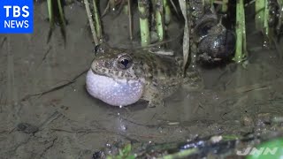 【動画】ツチガエル（イボガエル）が水中でも鳴くこと判明