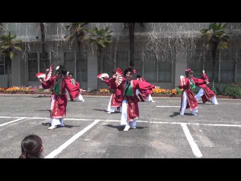 黄金伝説24よさこいフェスタ2013　周防紅華連　紅弥