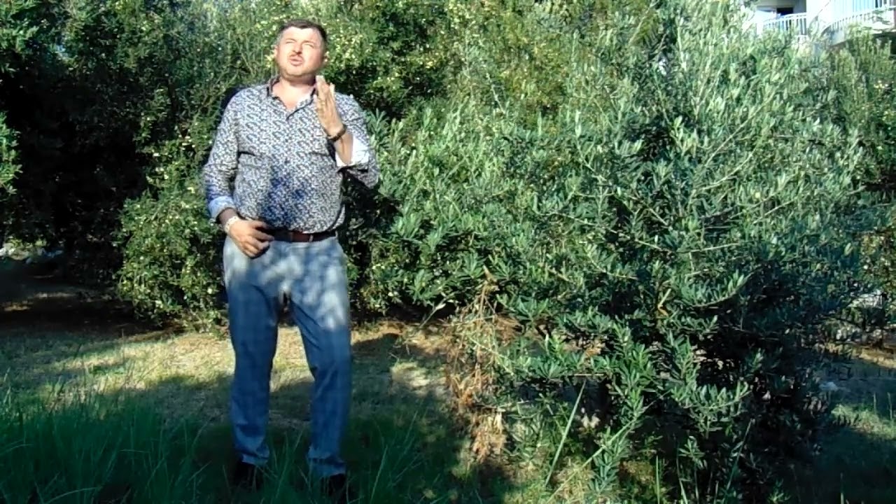 Septimiu Onea-  Dusmanii s-ar bucura (Videoclip Official) 2026