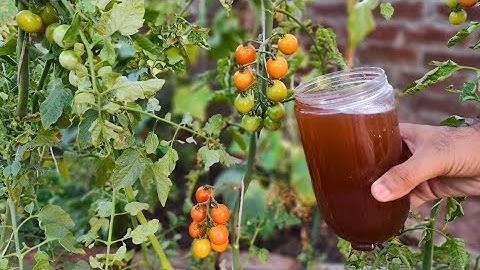 Doing This ONE THING Eliminates 90% of PEST Problem in the Garden