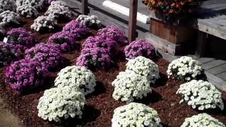 GroLink Belgian Mums entrance