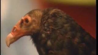 Zoboomafoo The Nose Knows hq Part 22