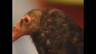 Zoboomafoo: The Nose Knows (HQ) Part 2/2