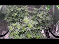 The flip! And then a small update on the new veg tent.