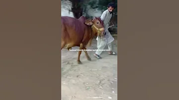 Sahiwaal Ghabban Bachiya Reels Shortsviral Cow Video Animals 2025 Lalukhetmarket Mandi 