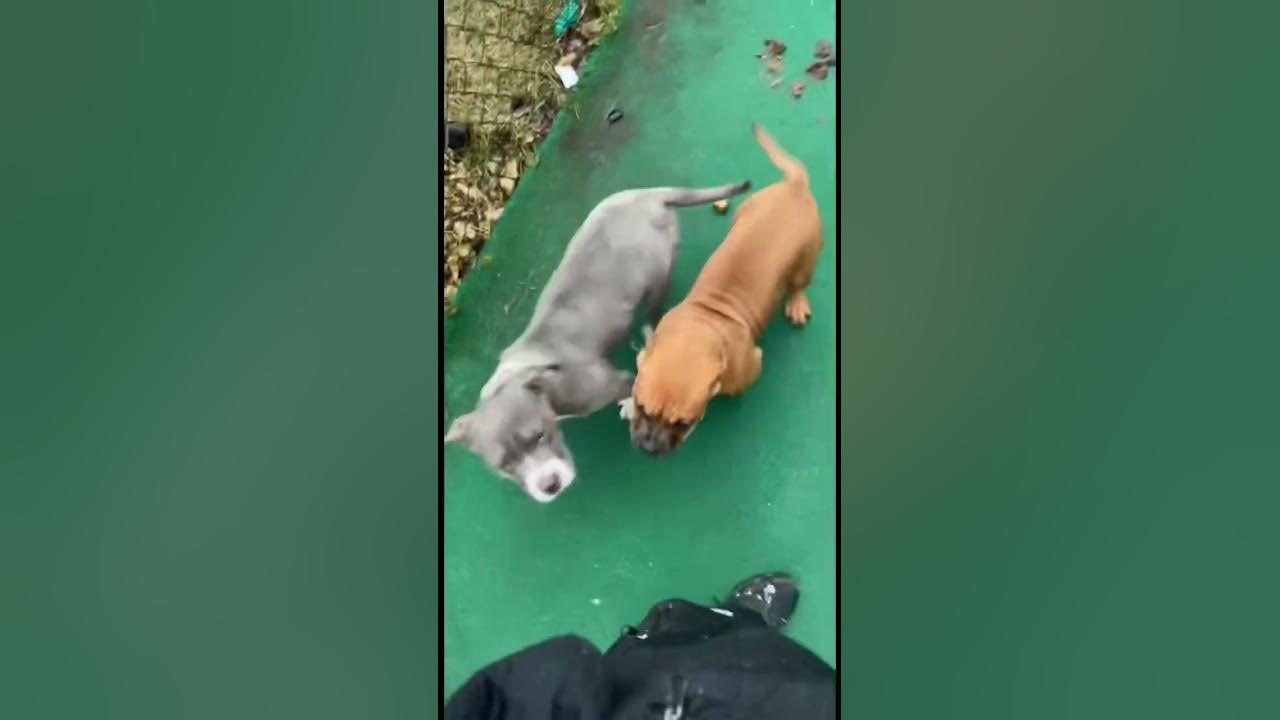go-watch-my-american-bully-grown-up-in-my-last-video-youtube