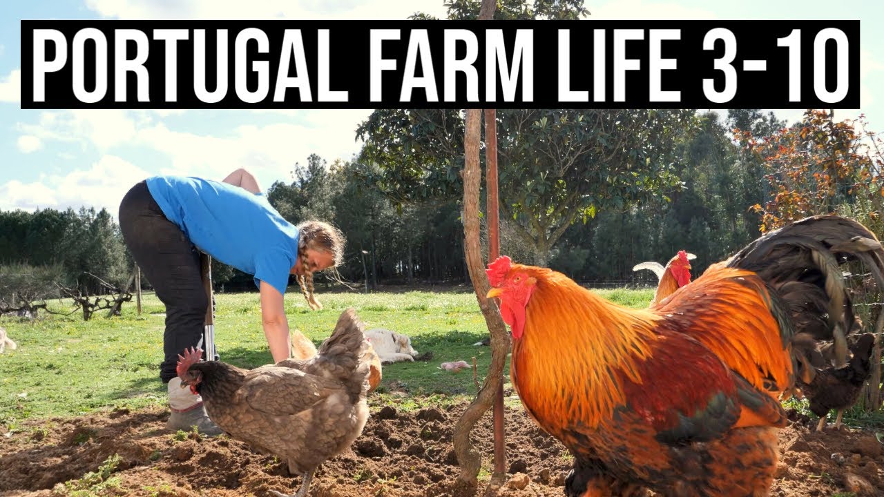 We ESCAPED the RAT Race! | PORTUGAL FARM LIFE S3-E10 ❤