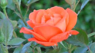 Onur Erdem Ft. Burak Koçak ~Sonsuz Aşk~ Resimi