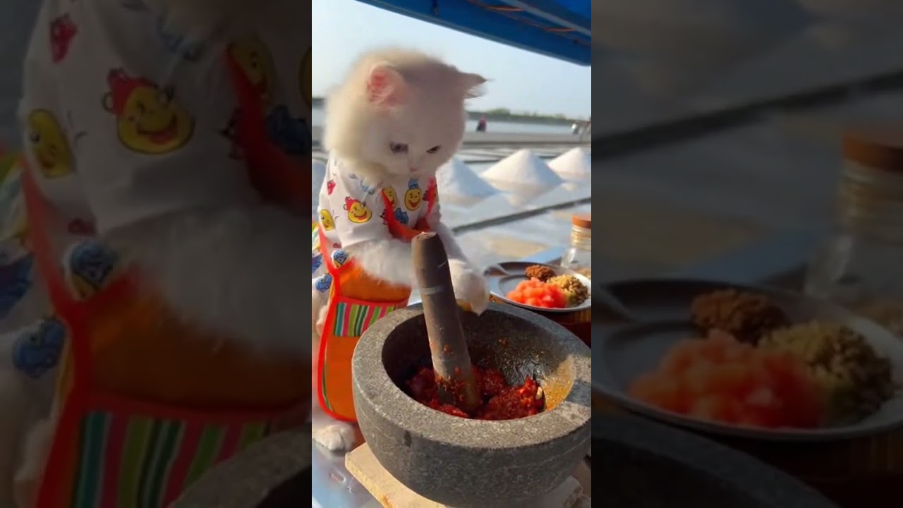Street Food: A Super Fluffy Kitten selling Ayam Geprek (Smashed Spicy Chicken) at Salt Farm Coastl