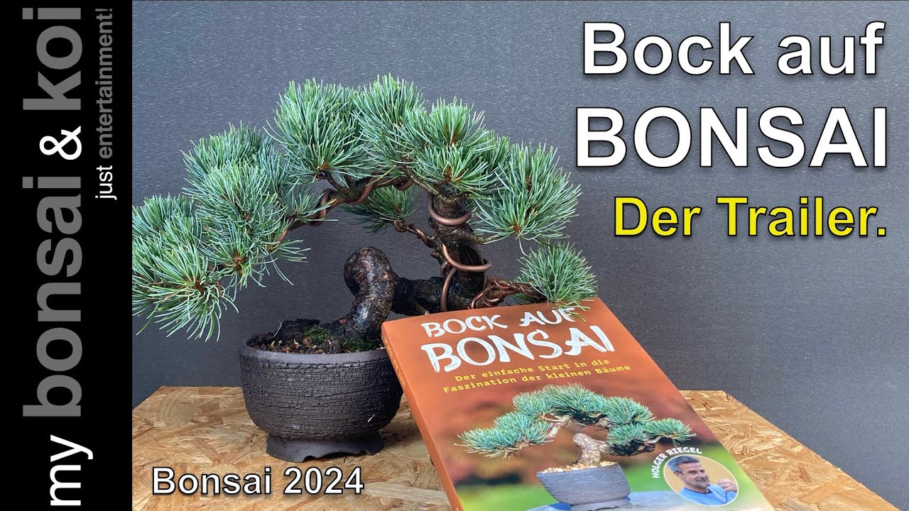 deshojo bonsai Deshojo' Japanese Maple - Cutting Grown main image 1