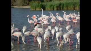 Ma Camargue..wmv