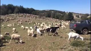 ovejas segureñas en Santiago de la espada