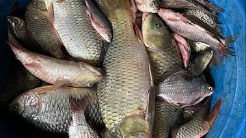 Câu cá ở trạm bơm đào xa 