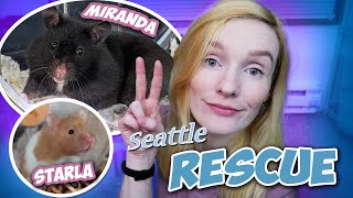 Rescuing 2 Different Hamsters in Seattle! | Munchie's Place