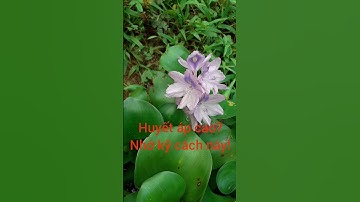 huyết áp của bạn sẽ ổn định nhờ làm theo cách này từ hoa cây bèo tây. THẢO DƯỢC VIỆT