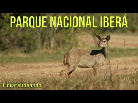 Parque Nacional Iberá (portal Laguna Iberá) 1° parte