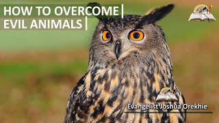 HOW to Overcome Strange Animals in Dreams - Evangelist Joshua Orekhie screenshot 1