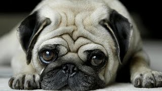 PUG - After this video you will definitely fall in love with this funny breed!