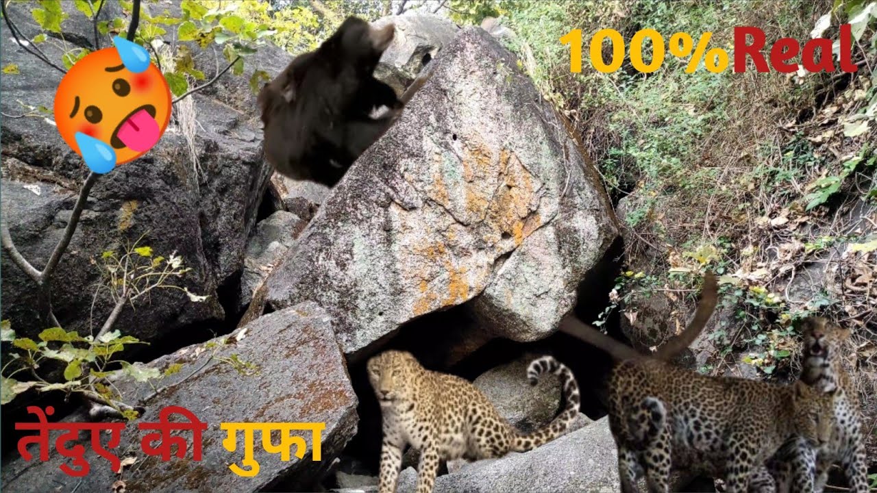 तेंदुओ का आवास 100%real 😱| aravali heals tour in mount abu forest 🌲