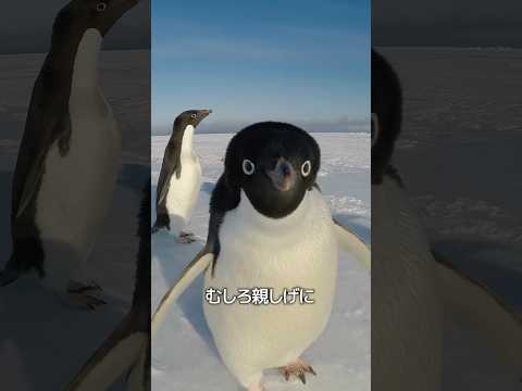 ペンギンに触ってはいけない理由